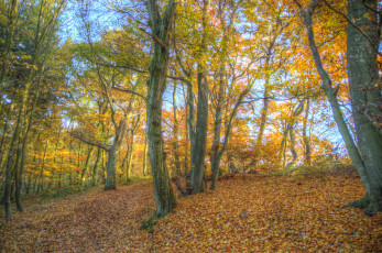 Картинка природа лес осень