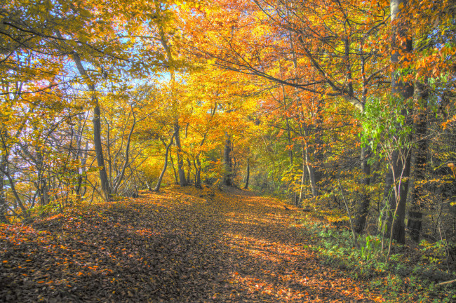Обои картинки фото природа, дороги, осень, лес