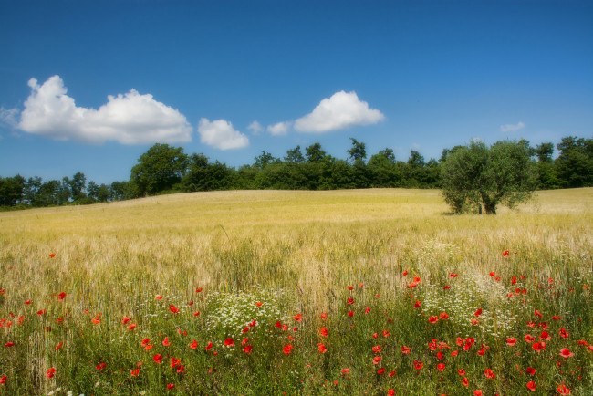 Обои картинки фото природа, поля, деревья, цветы, маки, поле, италия, кампанья