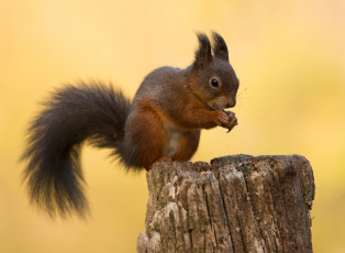 Картинка животные белки белка