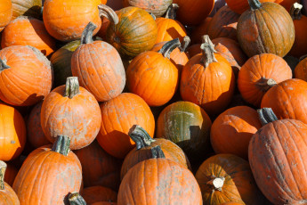 Картинка еда тыква тыквы