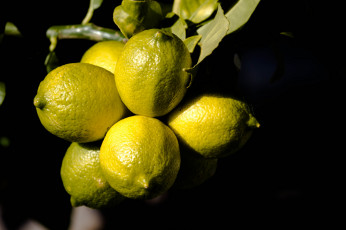 Картинка еда цитрусы лимоны