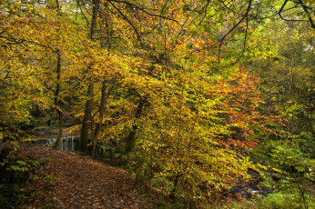 Картинка природа лес деревья