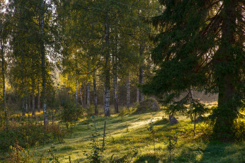 Картинка природа лес деревья