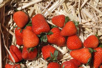 Картинка еда клубника +земляника ягоды