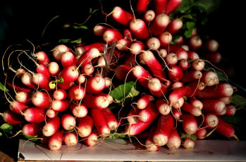 Картинка еда редис +репа +редька корнеплоды