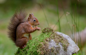 Картинка животные белки белка
