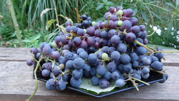 Картинка еда виноград кисти