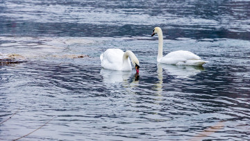 Картинка животные лебеди