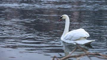 Картинка животные лебеди лебедь