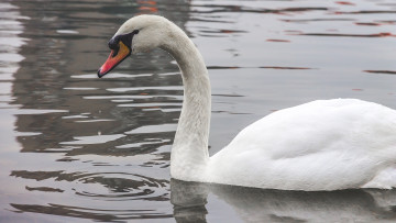 Картинка животные лебеди лебедь