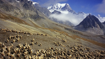 Картинка животные овцы +бараны горы