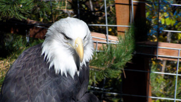 Картинка животные птицы+-+хищники хищнаяюптица