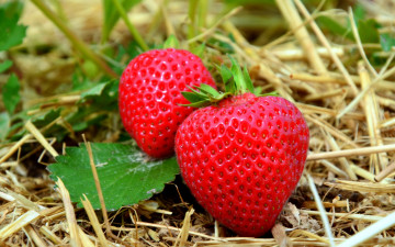 Картинка еда клубника +земляника ягоды