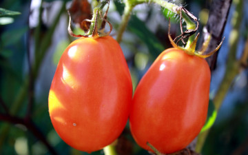 Картинка природа плоды помидоры томаты