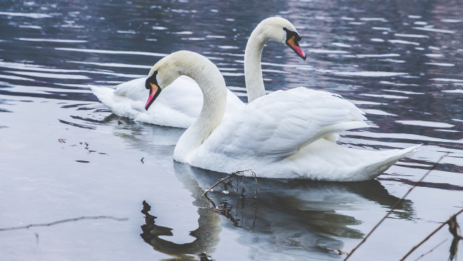 Обои картинки фото животные, лебеди