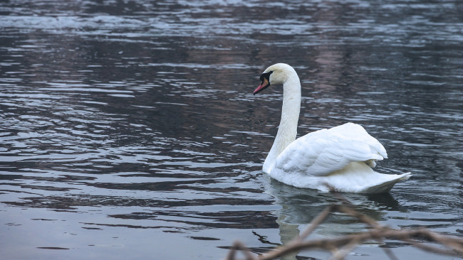 Обои картинки фото животные, лебеди, лебедь