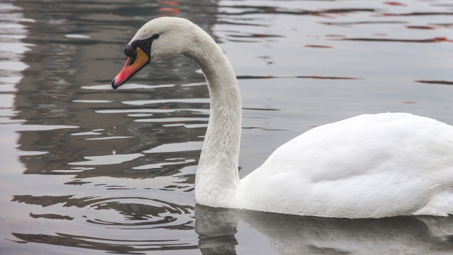 Обои картинки фото животные, лебеди, лебедь