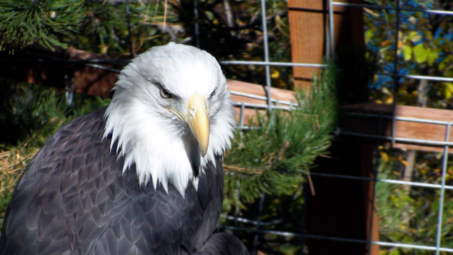 Обои картинки фото животные, птицы - хищники, хищнаяюптица