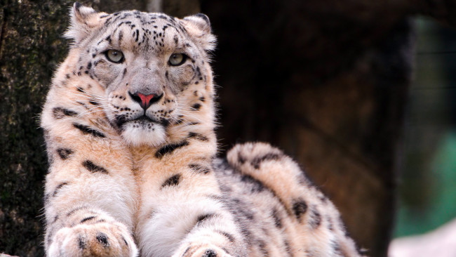 Обои картинки фото животные, снежный барс , ирбис, барс, зверь, хищник