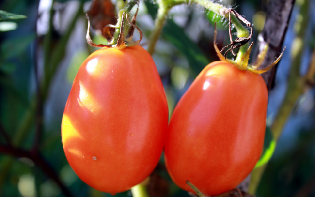 Обои картинки фото природа, плоды, помидоры, томаты