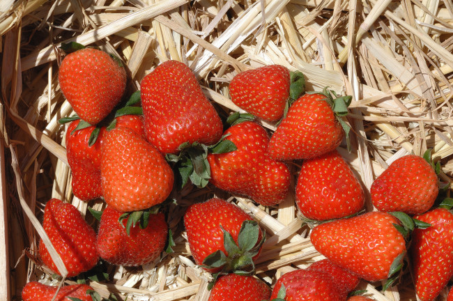 Обои картинки фото еда, клубника,  земляника, ягоды