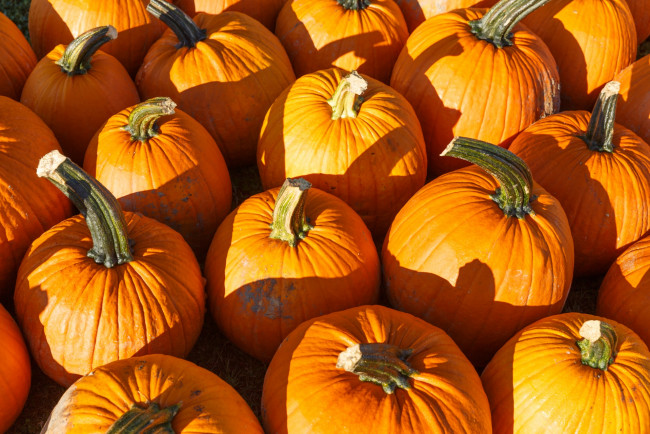 Обои картинки фото еда, тыква, тыквы
