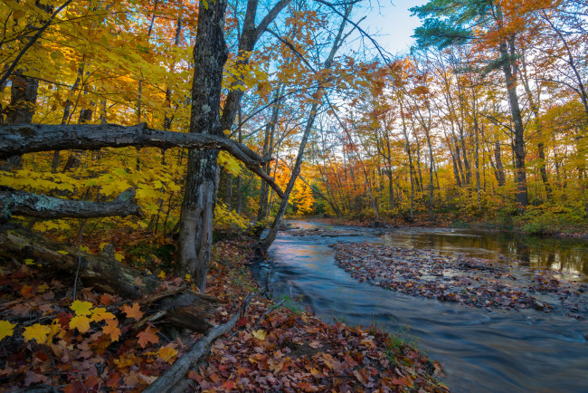 Обои картинки фото природа, реки, озера, лес, река