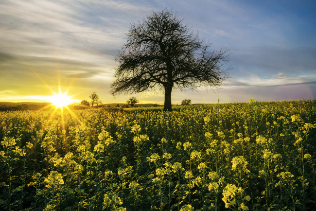 Обои картинки фото природа, восходы, закаты, рассвет