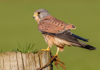 Картинка животные птицы+-+хищники птичка