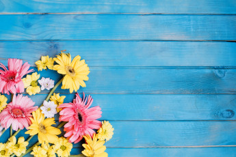 Картинка цветы разные+вместе голубой фон хризантема гербера