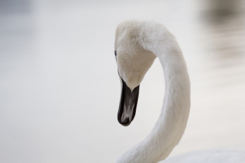 Картинка животные лебеди грация белый шея клюв