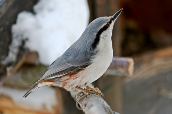Картинка животные поползни птичка