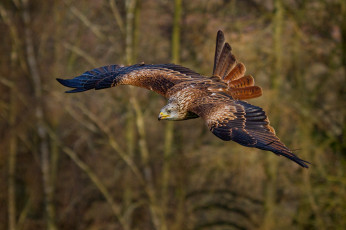 Картинка животные птицы+-+хищники птичка