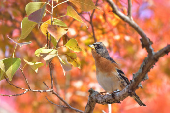 Картинка животные птицы листья боке ветка птица вьюрок