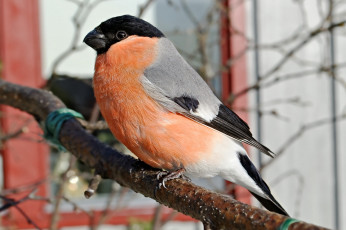 Картинка животные снегири птичка