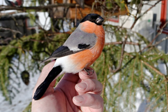 Картинка животные снегири птичка