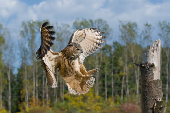 Картинка животные совы птичка
