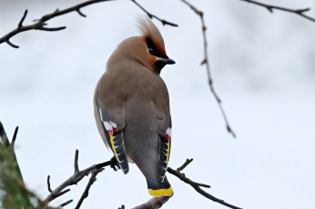 Картинка животные свиристели птичка