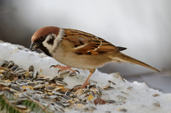 обоя животные, воробьи, птичка