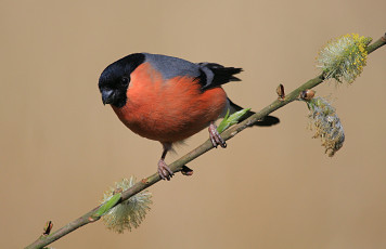Картинка животные снегири птичка