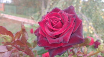 Картинка цветы розы красная