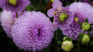 Картинка цветы георгины лиловый