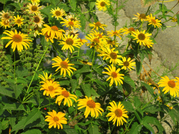 Обои картинки фото цветы, жёлтые