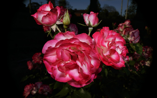 Обои картинки фото цветы, розы, бутоны