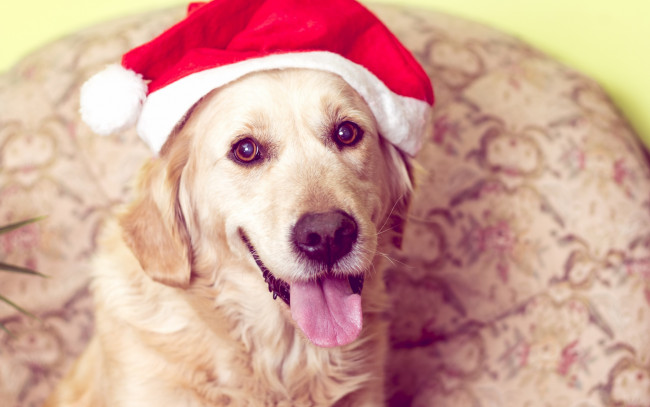 Обои картинки фото животные, собаки, символ, 2018, снег