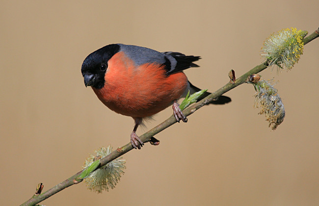 Обои картинки фото животные, снегири, птичка