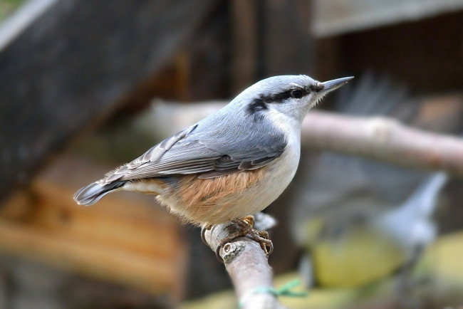 Обои картинки фото животные, поползни, птичка