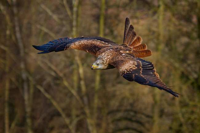 Обои картинки фото животные, птицы - хищники, птичка