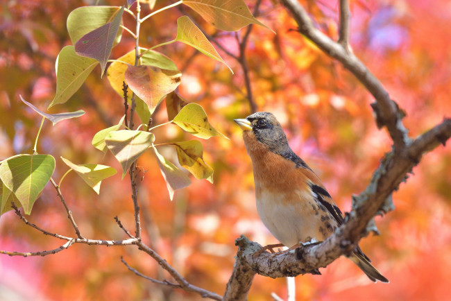 Обои картинки фото животные, птицы, листья, боке, ветка, птица, вьюрок